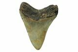 Fossil Megalodon Tooth - North Carolina #236801-1
